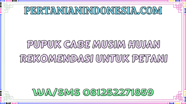 Pupuk Cabe Musim Hujan Rekomendasi Untuk Petani
